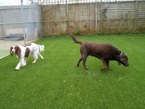 Gazon artificiel sans herbe et sans sable adapté aux animaux domestiques, peut être utilisé dans les cours, les balcons, les toits, les terrasses, les écoles - Product Image 1