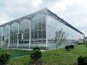 Gran equipo completo de <span class=keywords><strong>invernadero</strong></span> agrícola, proyecto llave en mano rápido con construcción rápida, <span class=keywords><strong>invernadero</strong></span> de vidrio verde - Product Image 3