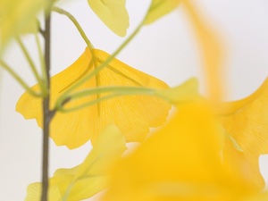 Producto Popular: Árbol de <span class=keywords><strong>Ginkgo</strong></span> Artificial Simulado, Árbol Artificial en Maceta para Decoración de Paisajes Exteriores - Product Image 2