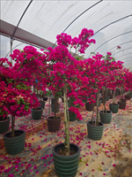 Bibit Bonsai Bougainvillea Kelopak Ganda Multi Warna Putih Ungu Oranye Bunga Hias Tanaman Dekoratif Lanskap Fujian
