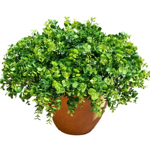 <span class=keywords><strong>Planta</strong></span> <span class=keywords><strong>de</strong></span> <span class=keywords><strong>Jade</strong></span> Viva en Maceta |   Suculenta <span class=keywords><strong>de</strong></span> la Buena Suerte, Feng Shui, para el <span class=keywords><strong>Dinero</strong></span> |   <span class=keywords><strong>Planta</strong></span> Purificadora <span class=keywords><strong>de</strong></span> Aire <span class=keywords><strong>de</strong></span> Bajo Mantenimiento para Interiores/Exteriores, para Decoración <span class=keywords><strong>de</strong></span> Oficinas - Product Image 4