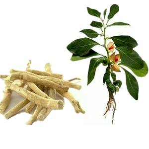 สารสกัดจากพืช2.5% 10% 5% withanolides สารสกัดจากรากแอชวากันดา<span class=keywords><strong>100</strong></span>% บริสุทธิ์จำนวนมากราคา1กก. - Product Image 4