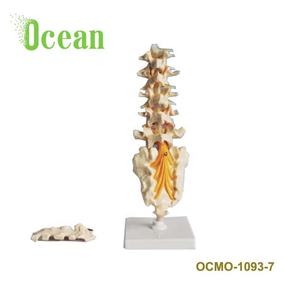 Human <strong>Lumbar</strong> <strong>Spinal</strong> <strong>Column</strong> With Anatomical Model - Product Image 2