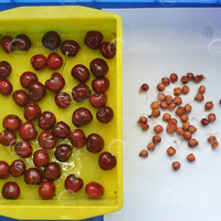 Industriële & tafelmodel kersenontpitter, fruitontpitter voor kersen, longan, Phyllanthus Emblica fruitontpitting en -verwerking