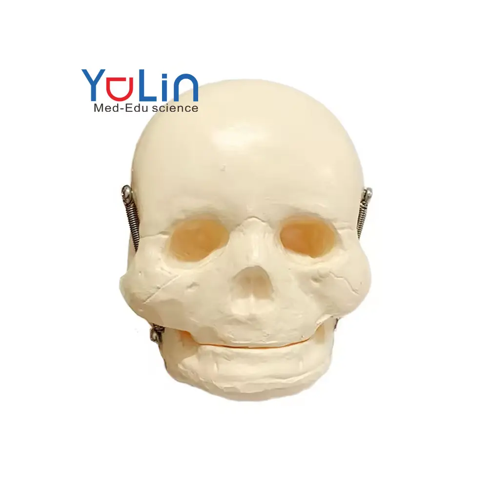 医療科学等身大プラスチック人間の骨格モデル教育リソース幼児の頭蓋骨モデル