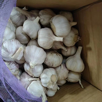 Ail frais biologique (blanc normal/blanc pur) de la dernière récolte exporté vers l'Afrique (Angola/Sénégal/Gongo/Gabon/Ghana/Kenya/Mali)