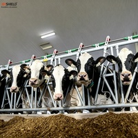 Barrière d'encastrement pour vaches laitières de longueur personnalisée avec 6, 8, 10 ou 12 emplacements d'alimentation