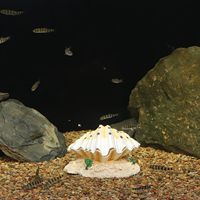 Shell décoration d'aquarium grotte faux escalade animal cachette aquarium paysage aquarium décoration d'aquarium résine
