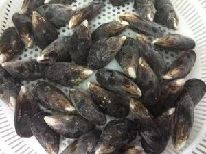 Kerang Biru Utuh, Kerang Biru Utuh yang Telah Dimasak, Kerang Utuh Beku