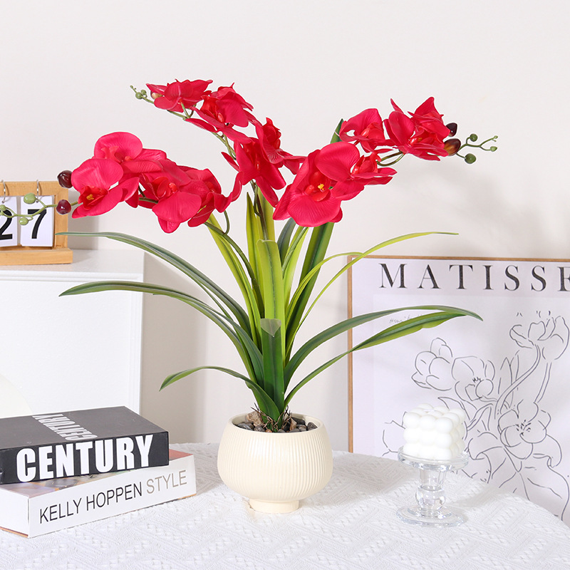 Phalaenopsis grande en maceta, con 18 hojas y 3 varas.