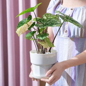 Pot de fleurs circulaire en plastique minimaliste nordique pour plantes et fleurs vertes, à poser sur un bureau ou au sol, pour usage domestique. - Product Image 2