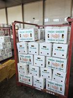 Racine de gingembre jeune et fraîche, Shandong Chine, certifiée GAP, marque Heli, carton de 10 kg, durée de conservation 1 an