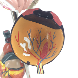 Анатомические модели для демонстрации диабета - Product Image 5