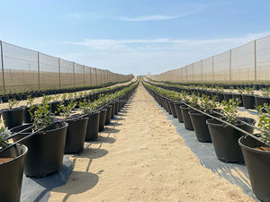Invernadero <span class=keywords><strong>de</strong></span> alta calidad hidropónico redondo 40L cubo negro plástico PP arándano cultivo maceta para Perú - Product Image 6