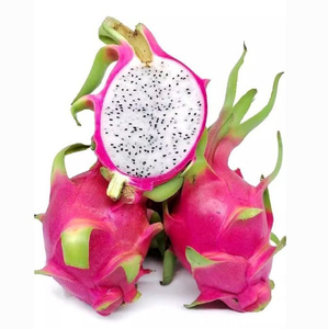 Polvo de Pitaya Blanca de Grado Alimenticio, Polvo de Fruta del Dragón Blanca, Polvo de Jugo de Pitaya Blanca, Polvo de <span class=keywords><strong>Hylocereus</strong></span> Undatus, Pitaya Blanca - Product Image 4
