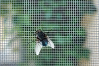 Moustiquaire anti-moustique personnalisé, moustiquaire en fibre de verre revêtue de PVC, rideau anti-insectes facile à installer, pour porte