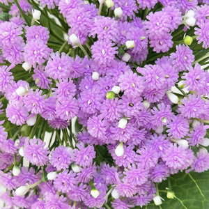 Mazzo di Rose <span class=keywords><strong>e</strong></span> Gypsophila in Plastica di Alta Qualità, Fiori Artificiali Realistici Fatti a Mano per Laurea <span class=keywords><strong>e</strong></span> Capodanno Cinese - Product Image 3
