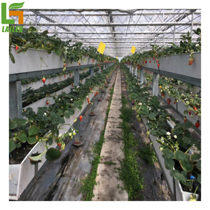 Sistemas de <span class=keywords><strong>Cultivo</strong></span> Hidropónico de Fresas, <span class=keywords><strong>Cultivo</strong></span> <span class=keywords><strong>Vertical</strong></span> en Venta - Product Image 2