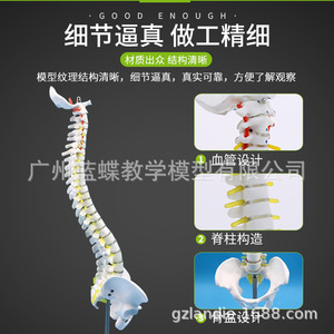Modèle de colonne vertébrale humaine et de bassin de 45 cm : Pratique de la manipulation osseuse ; Neurologie de la colonne vertébrale et des disques intervertébraux - Product Image 5