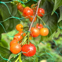Vogelwerend, waterdicht landbouwnet voor wijngaarden & fruitbomen, groen/zwart HDPE, verdikt ontwerp