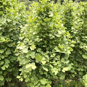 Poudre d'extrait de feuille de <span class=keywords><strong>Ginkgo</strong></span> <span class=keywords><strong>Biloba</strong></span> naturelle à base de plantes, stimulant l'immunité, compatible végétalien, pour adultes, durée de conservation de 2 ans, personnalisable - Product Image 2