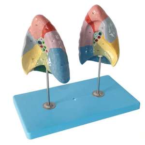 Modelo de Enseñanza Médica, Modelo Anatómico de Segmentos Pulmonares Humanos para Educación en Respiración y Pulmonología - Product Image 3