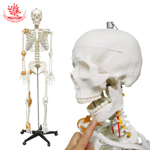 Modèle de squelette humain réaliste blanc pour l'enseignement de l'anatomie médicale, incluant une moitié d'un ligament ; spécimen de squelette adulte de 170 cm. - Product Image 1
