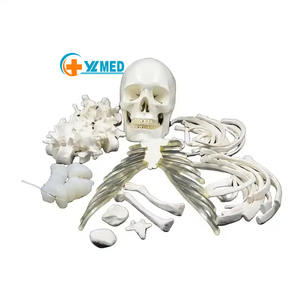 แบบจำลองกระดูกของมนุษย์170ซม. วัสดุพีวีซีแบบจำลองกระดูกหลวมวิทยาศาสตร์ทางการแพทย์ใช้สำหรับการทดลอง - Product Image 1