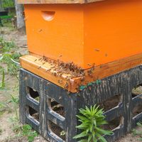 Ruche galvanisée 10 cadres en pin de Nouvelle-Zélande Multi-sweet avec tiroir jaune, équipement d'apiculture, 4 kg, garantie 1 an