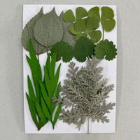 Kit de 15 feuilles séchées pressées mixtes pour la création de marque-pages et la décoration de livres, projets scolaires