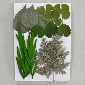 Kit de 15 feuilles <span class=keywords><strong>séchées</strong></span> pressées mixtes pour la création de marque-pages et la décoration de livres, projets scolaires - Product Image 4