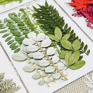 Toptan Gerçek Preslenmiş Çiçekler Yapraklar Lot Karışık Set Kurutulmuş Preslenmiş Çim Yeşil Pamuk Yaprağı Düğün Noel Dekorasyonu için - Product Image 2