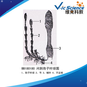 Longitudinal section of a horsetail sporophyll cone (schematic diagram) Plant, fern, biological section specimen for <b>microscope</b> - Product Image 5