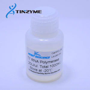 Polymérase T7 thermostable de qualité supérieure Tinzyme, grade biologique, 50U/99% de pureté, <span class=keywords><strong>express</strong></span>ée dans E. Coli, 100 µl, personnalisable - Product Image 4