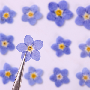 Vera Myosotis Sylvatica naturale a secco eco-friendly pressato fiore non ti scordar di Me per la decorazione natalizia di Halloween di Pasqua - Product Image 5