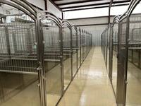Hôpital vétérinaire, chenil de luxe simple en acier inoxydable massif, chenil modulaire pour animaux de compagnie, chenil pour grands chiens, personnalisation 3D, multifonctionnel