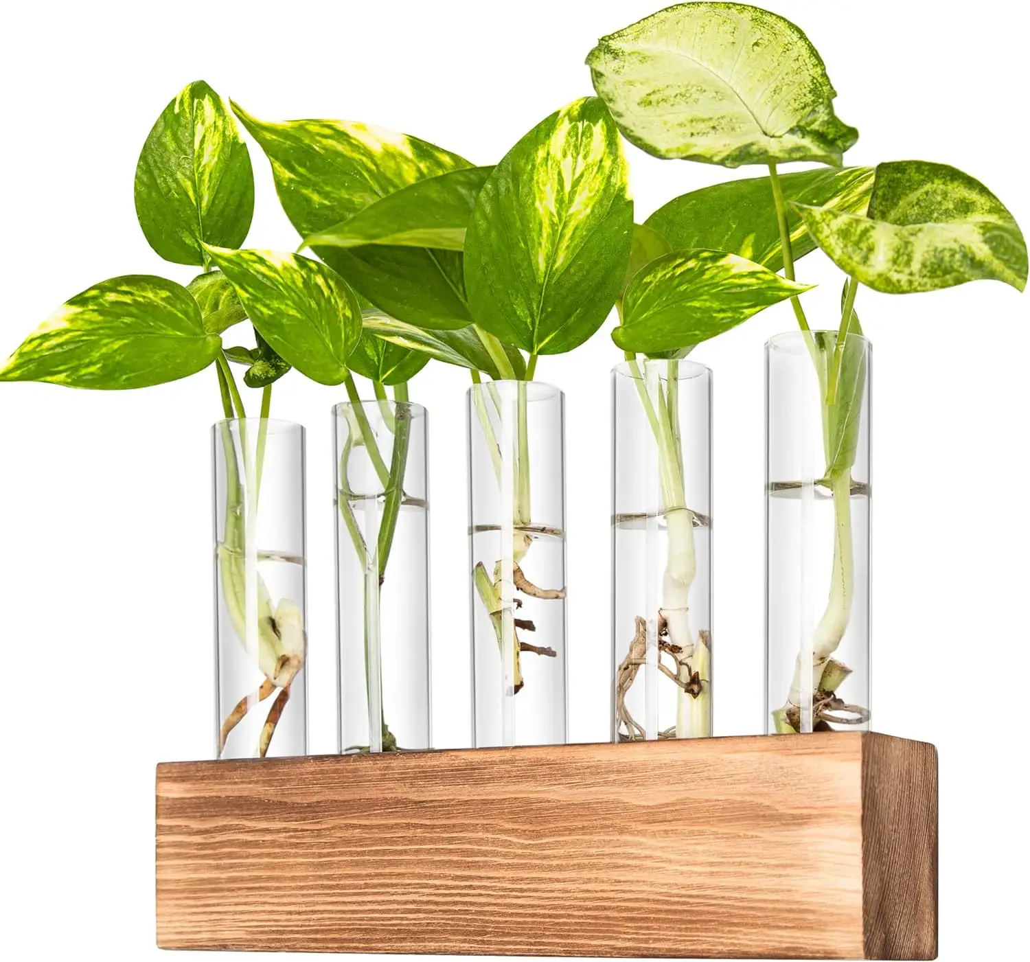 glass plant feeder