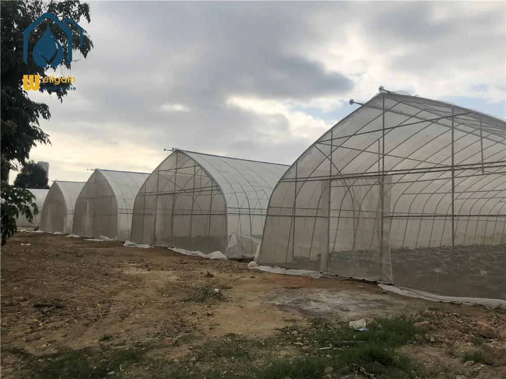 Hot galvanized frame steel structure long life tunnel film plastic greenhouse