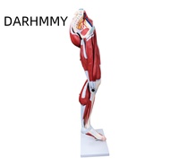 DARHMMY Modelo Anatómico de 13 Partes del Músculo de la Pierna del Extremidad Inferior Humana, Material de PVC Duradero para la Enseñanza de Ciencias Médicas