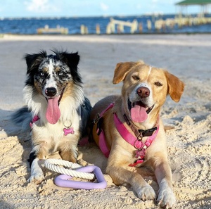 Produttori Eco Friendly Super Chewer accessori per animali corda grande <span class=keywords><strong>razza</strong></span> Haute Wild One Dog Triangle Tug <span class=keywords><strong>Toy</strong></span> - Product Image 6