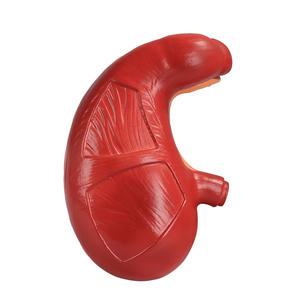 Modelo Anatómico <span class=keywords><strong>de</strong></span> Estómago Humano <span class=keywords><strong>de</strong></span> PVC <span class=keywords><strong>de</strong></span> Calidad Superior, Tamaño Natural, Instrumentos <span class=keywords><strong>de</strong></span> Enseñanza, Modelo <span class=keywords><strong>de</strong></span> Estómago para la Enseñanza - Product Image 2