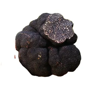 Detan जंगली काले कंद Indicum Unicinatum काले Truffles