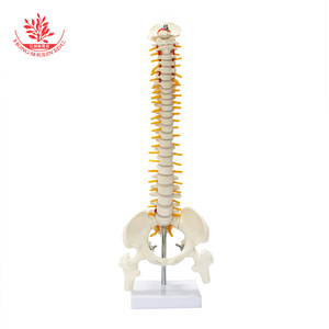 Modèle de colonne vertébrale humaine FRT017, modèle pédagogique médical cousu à la main avec bassin et fémur. - Product Image 4