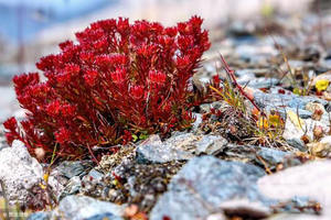 Preço a granel Natural Planta <span class=keywords><strong>Rhodiola</strong></span> <span class=keywords><strong>Rosea</strong></span> Raiz 100% Retenção de Componentes Nutricionais Originais - Product Image 6