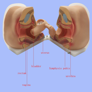 Modello Anatomico Avanzato per Formazione Medica sulla Guida alla Contraccezione Femminile in PVC Certificato per Insegnanti e Ospedali - Product Image 3