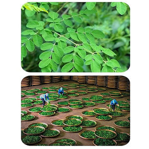 60-Pack hữu cơ tự nhiên <span class=keywords><strong>Moringa</strong></span> lá trà túi tươi chế biến ISO cho sức khỏe giảm béo hộp cup hương vị hoa trà - Product Image 2