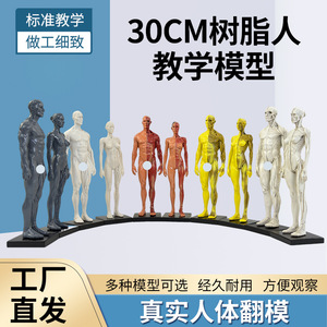 Figurine humaine artistique en résine de 30 cm : structure anatomique musculaire et squelettique, modèle artistique, enseignement de la peinture et de la sculpture CG - Product Image 4