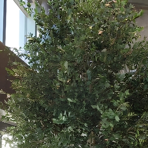 Grande Albero di Ulivo Artificiale Sempreverde Alto 3m in Fibra di Vetro+PEVA, Ecologico e Durevole, a Forma Naturale di Ulivo Vecchio per Centri Commerciali - Product Image 3