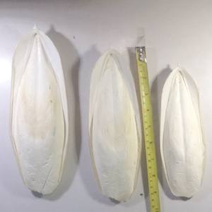 ปลาหมึกอบแห้งเป็นมิตรต่อสิ่งแวดล้อมสำหรับทำความสะอาดและราคาต่อกิโลกรัม - Product Image 4