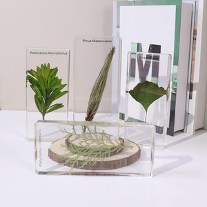 Vendita calda 4 tipo di piante acrilico Gymnosperm resina campione di insegnamento risorsa per la scuola superiore - Product Image 1